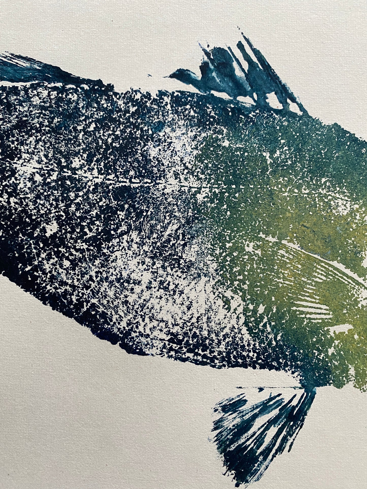 Fish Sea Bass Menai Strait Anglesey