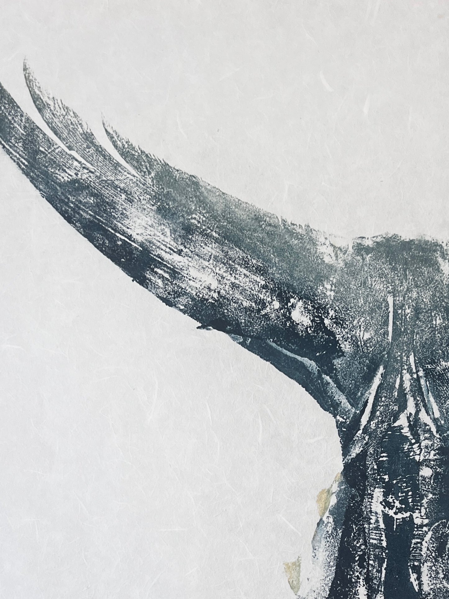Gyotaku impression taken from a Blue Fin Tuna Tail