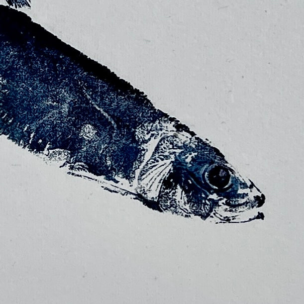 Sardine Gyotaku Print