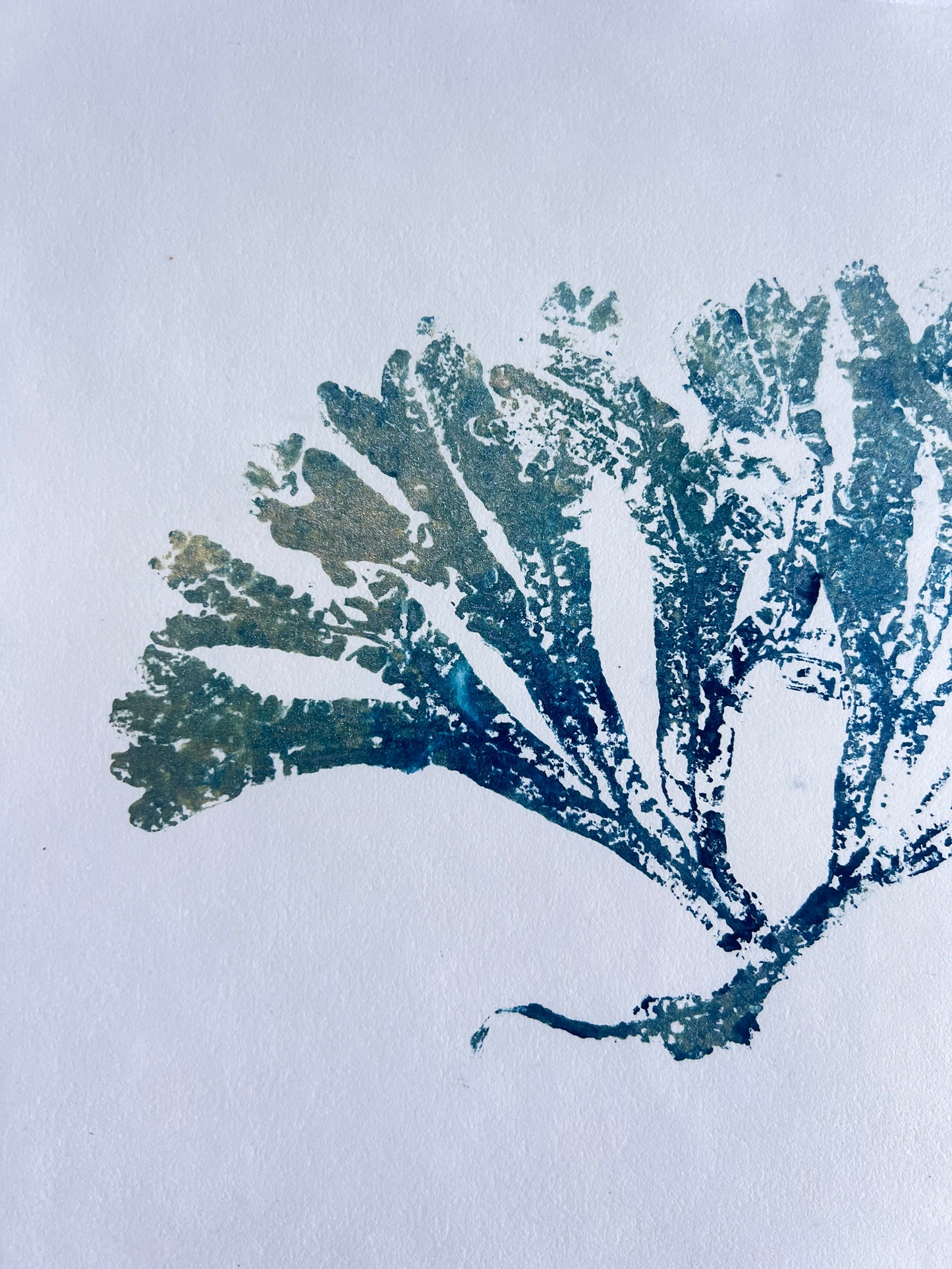 Seaweed Gyotaku in Blue and Gold Ink