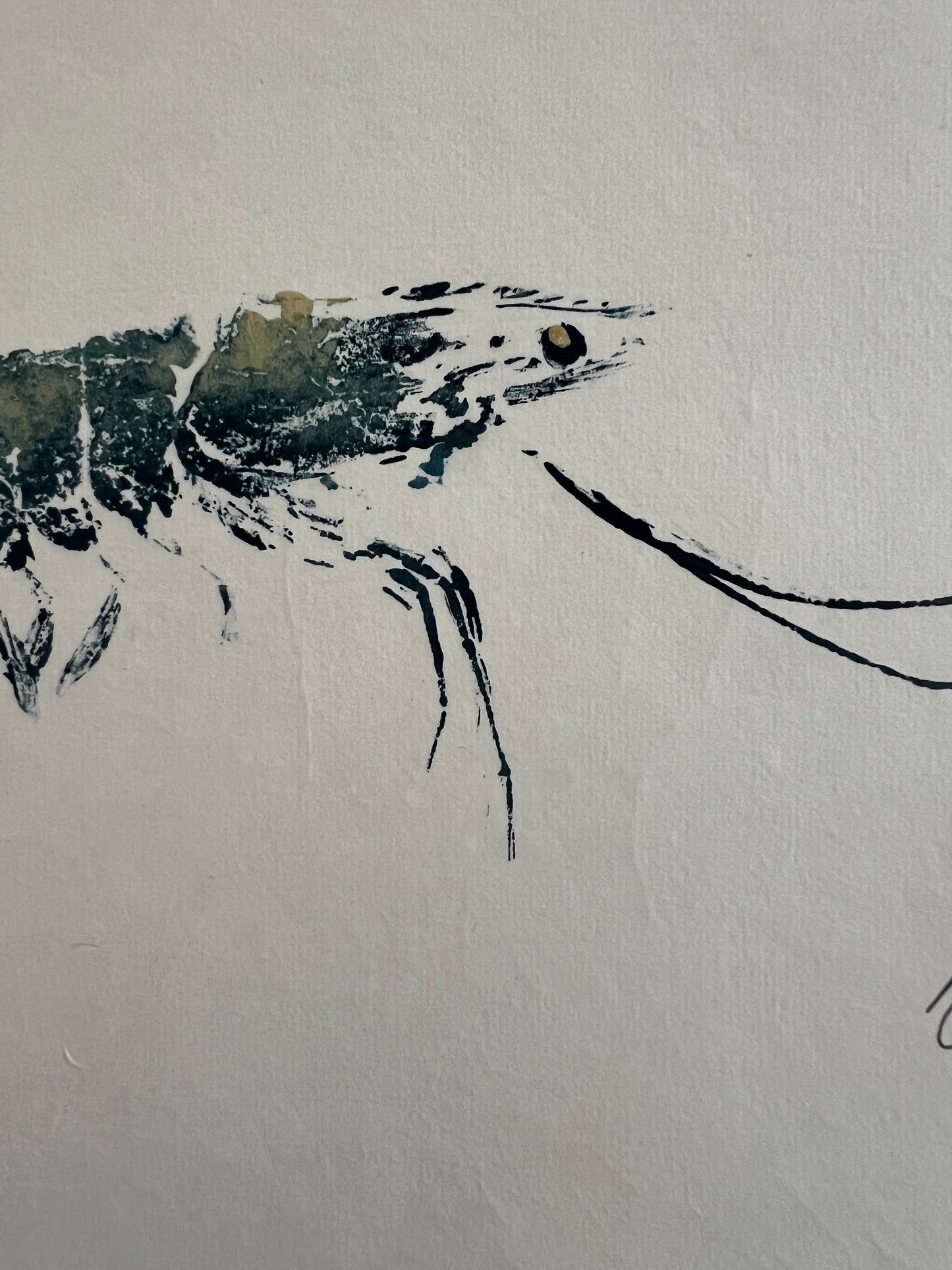 Gyotaku Impression taken from the surface of a Large Prawn