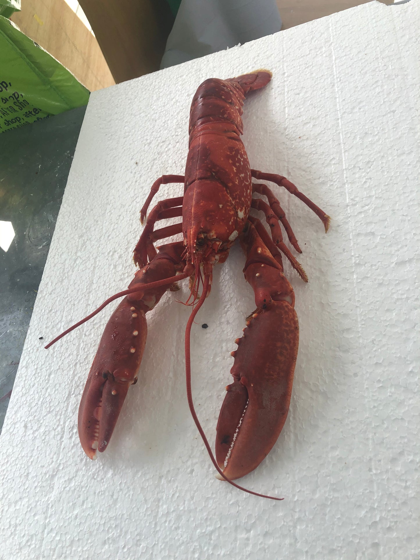 Menai Strait Lobsters, Gyotaku Printed and Wet Mounted.