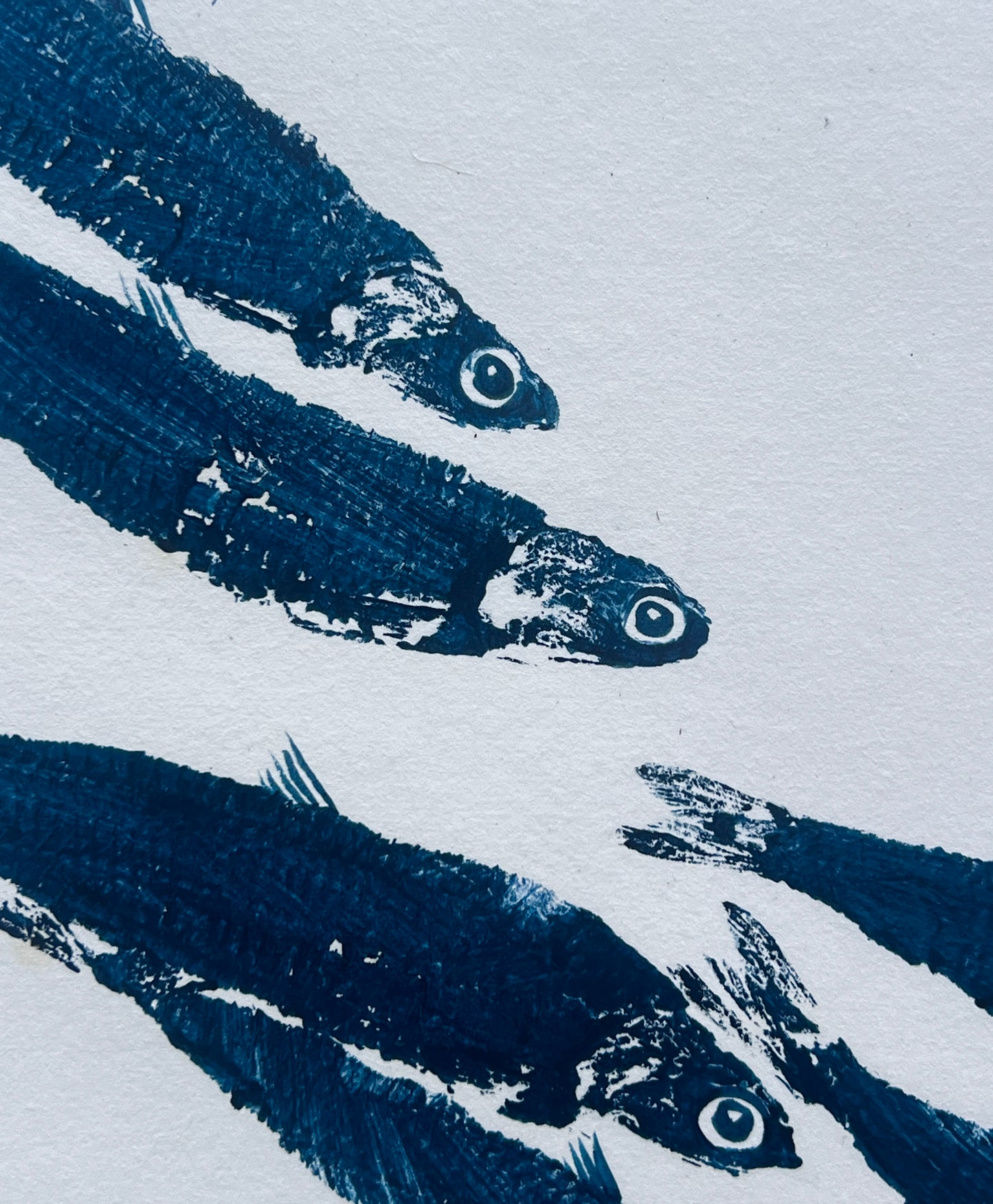 Anchovies Gyotaku