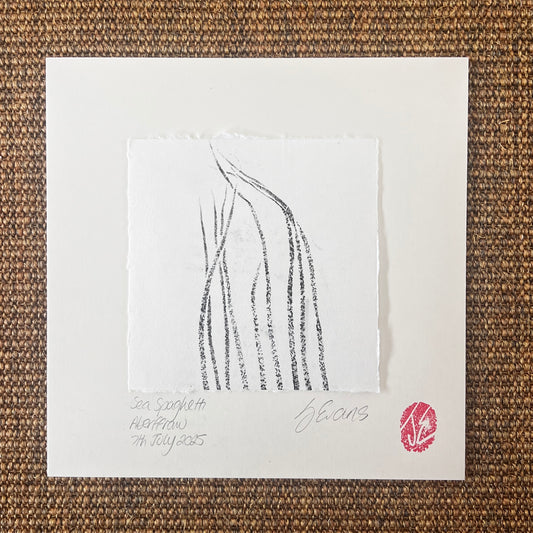 Sea Spaghetti