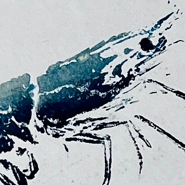 Gyotaku Impression taken from the surface of a Large Prawn