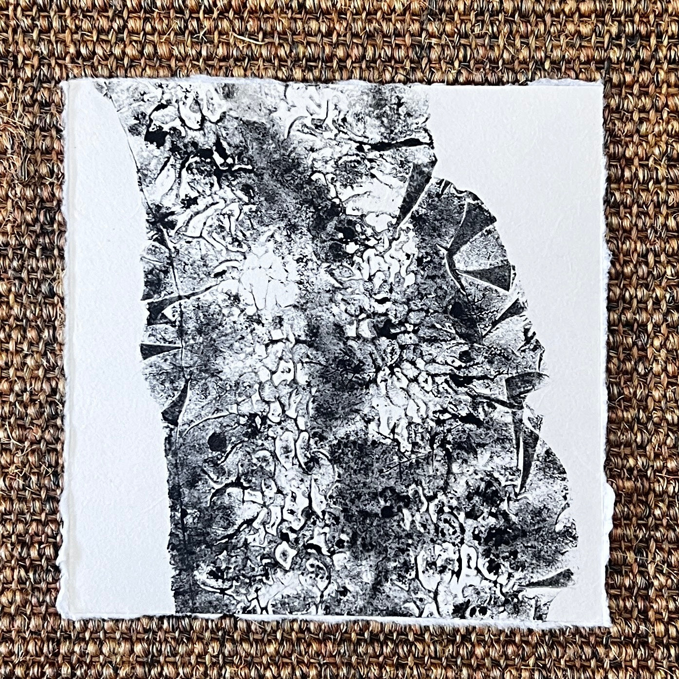 Sugar Kelp
