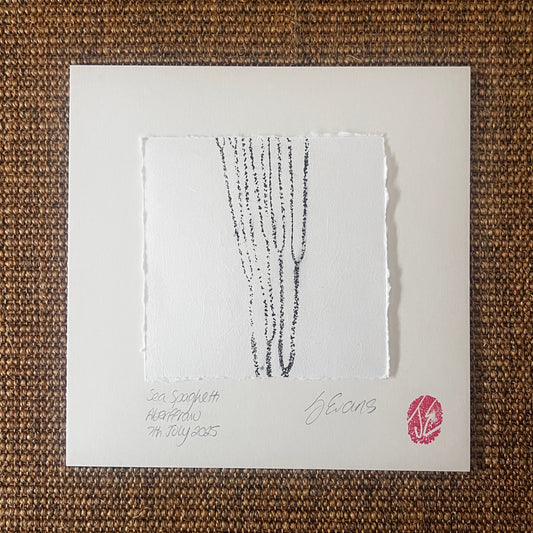 Sea Spaghetti