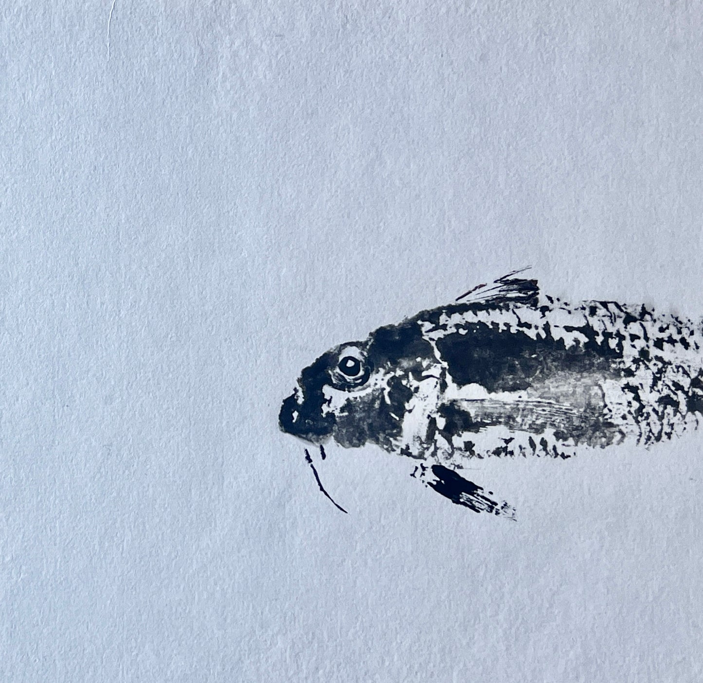 Gyotaku of a small Red Mullet from the waters of North Wales in Sumi