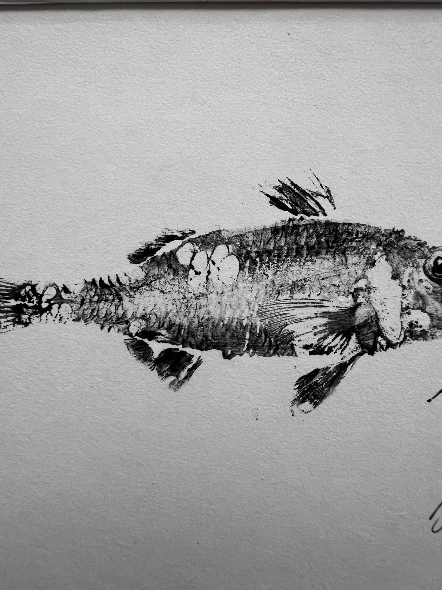 Gyotaku of a small Red Mullet from the waters of North Wales in Sumi Ink