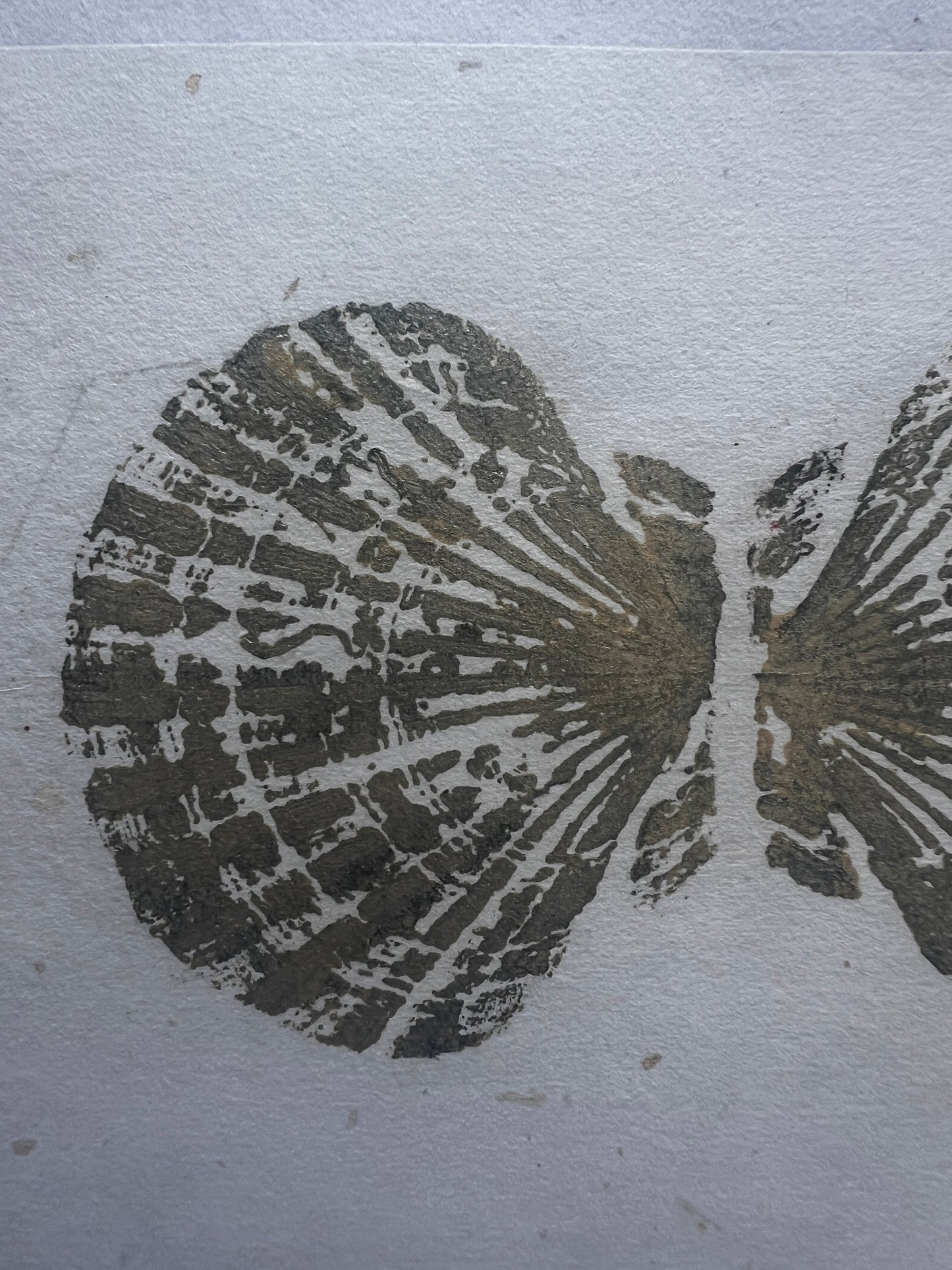 Small Scallop Shell Gyotaku