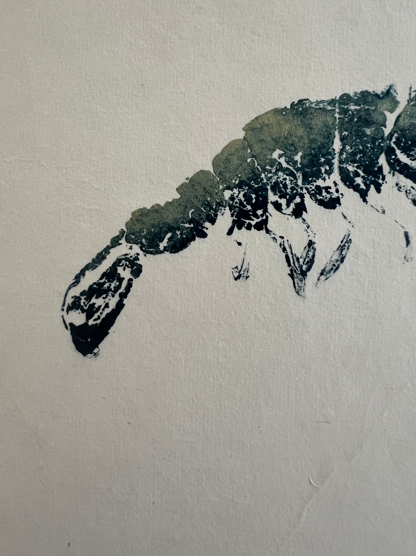 Gyotaku Impression taken from the surface of a Large Prawn