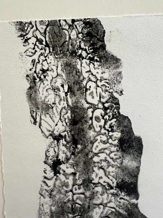 A5 Sugar Kelp Print – Gyotaku-Inspired Marine Wall Art