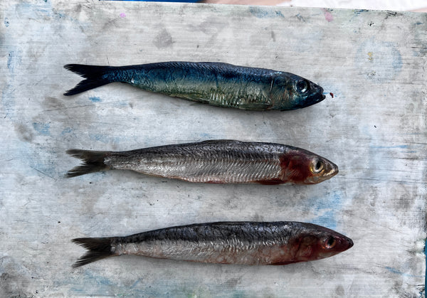 Sardines Gyotaku Print in Black