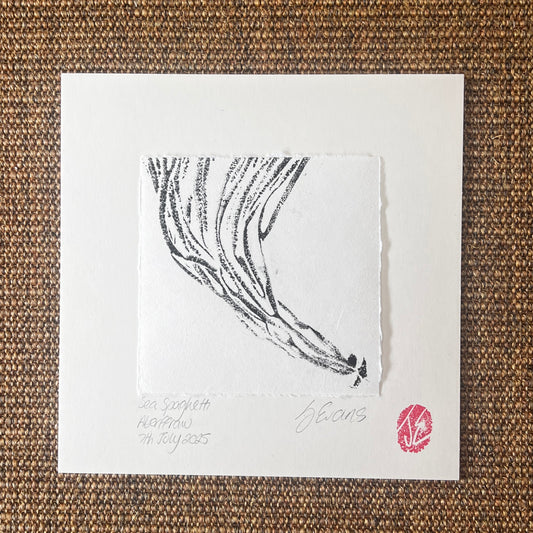 Sea Spaghetti