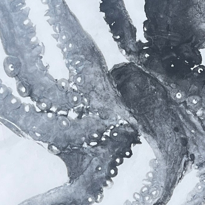 Framed Gyotaku print of Octopus Vulgris