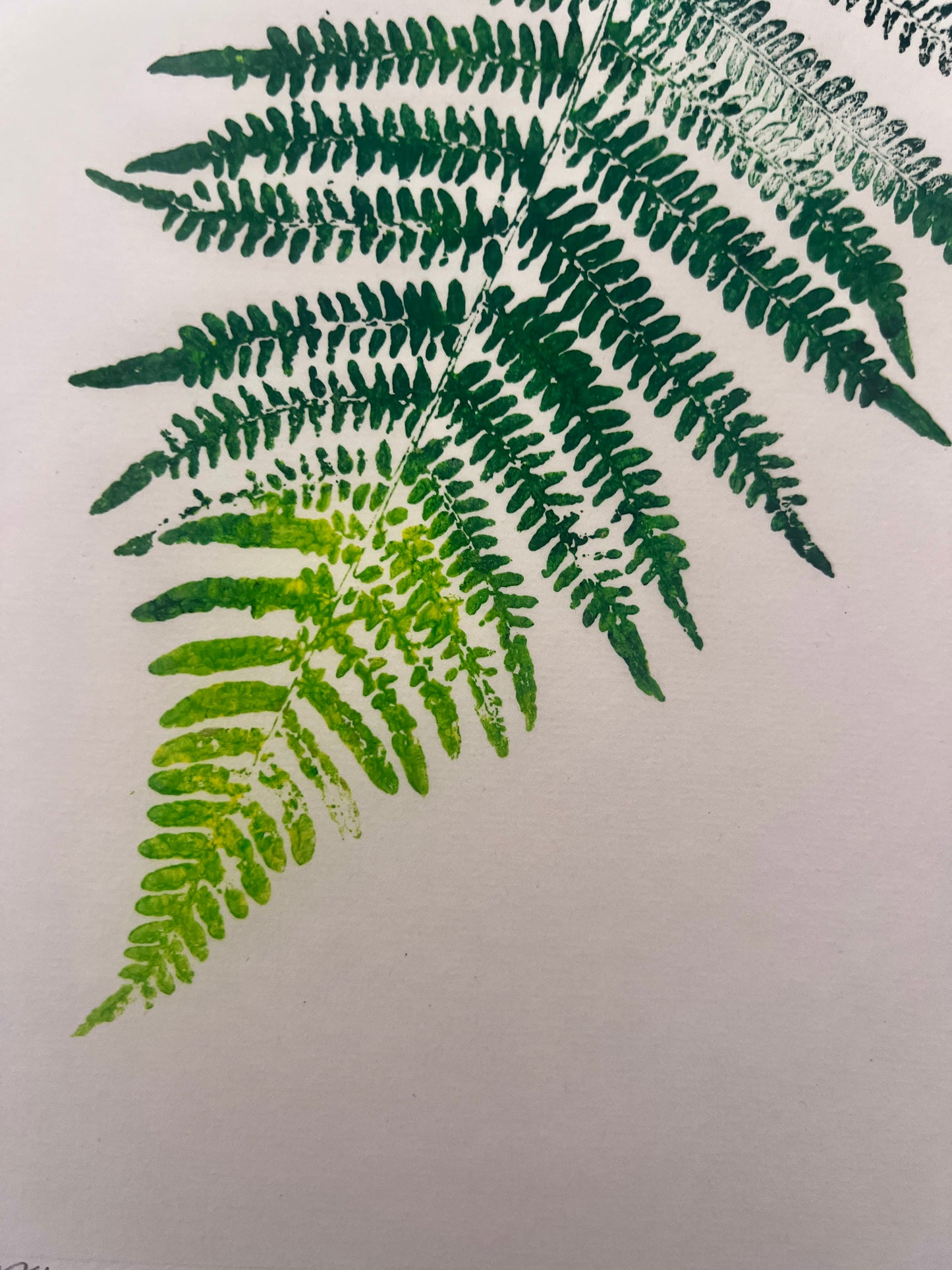 Gyotaku of a Fern Frond In Green Ink