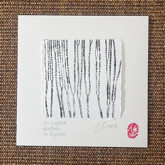 Sea Spaghetti