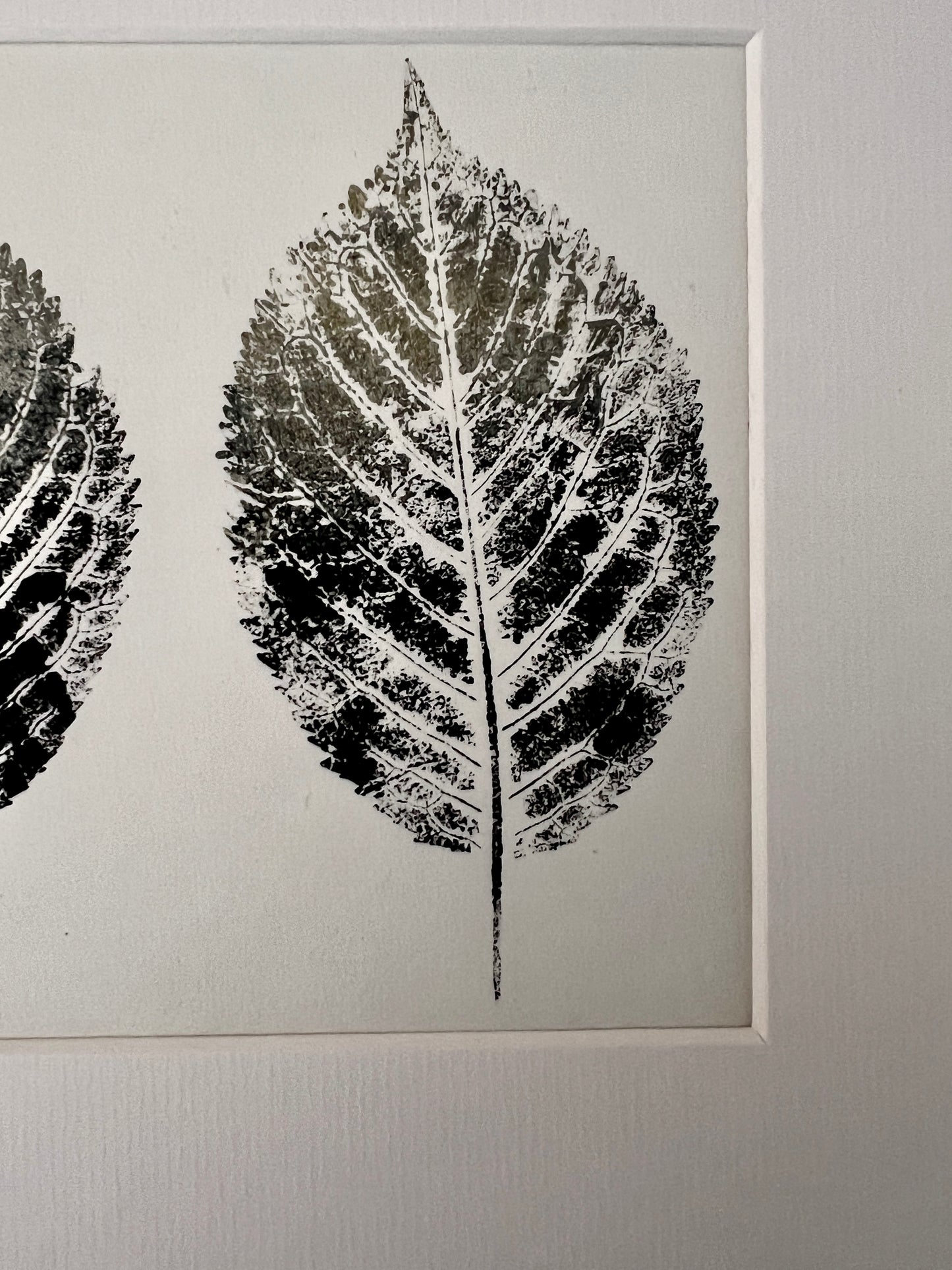 Gyotaku of Ash Leaves