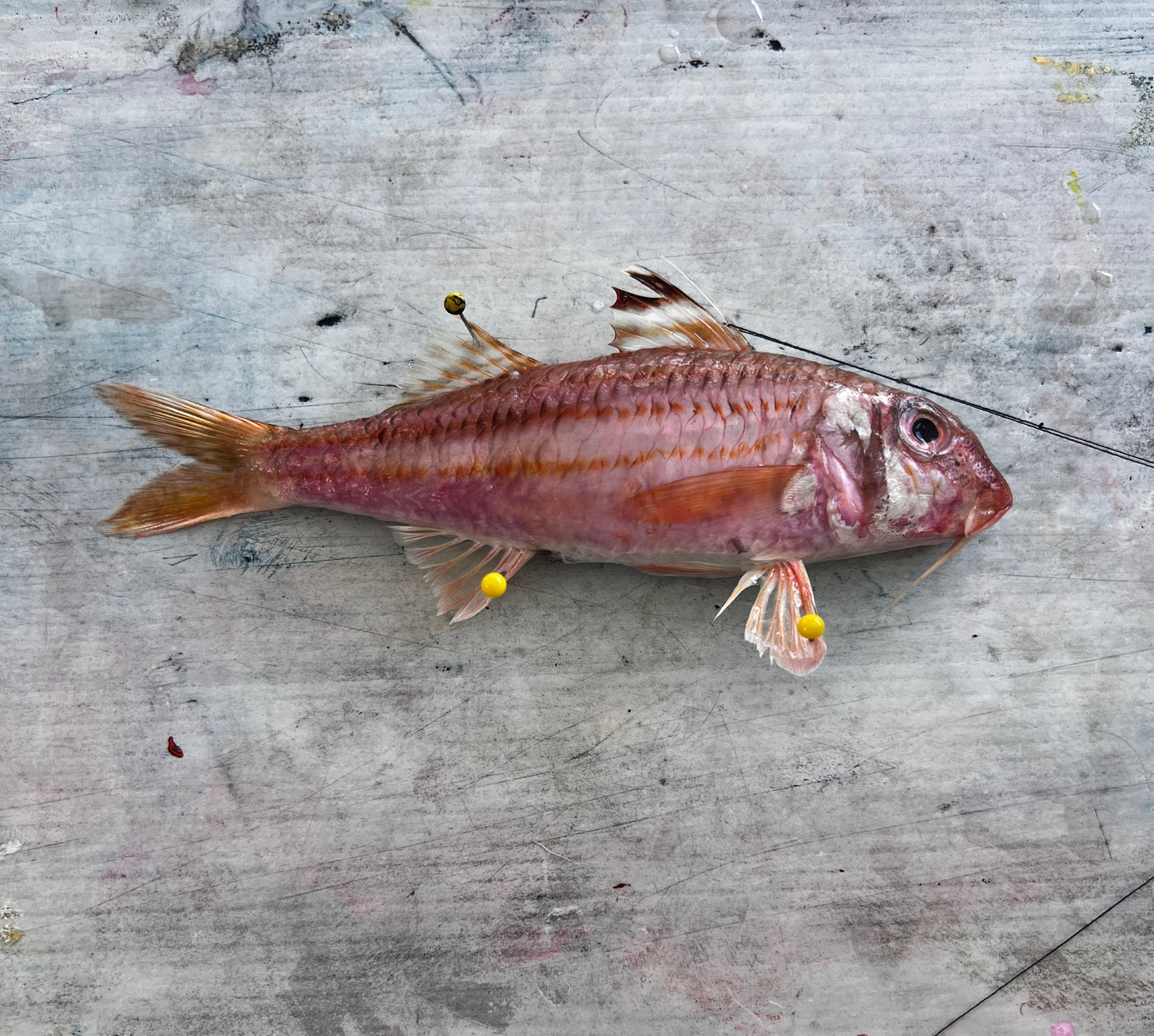 eh up Coch, Gyotaku of a small Red Mullet from the waters of North Wales