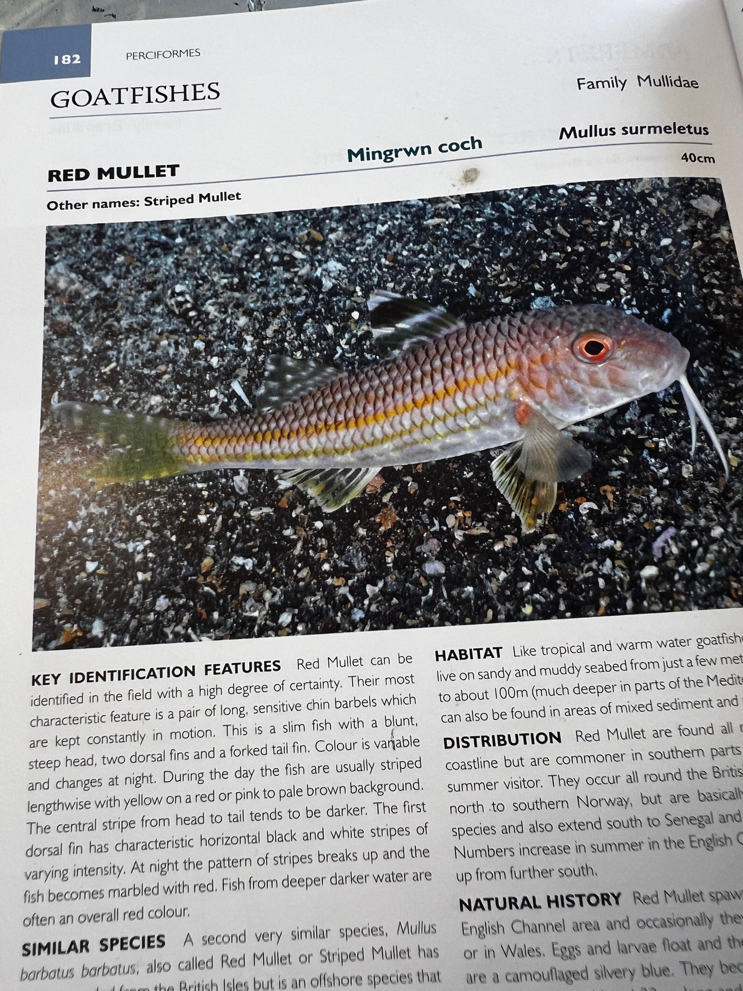 eh up Coch, Gyotaku of a small Red Mullet from the waters of North Wales