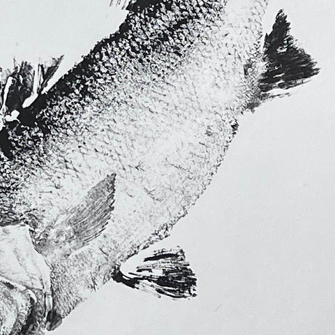 Anglesey Sea Bass Gyotaku Print using Sumi Ink