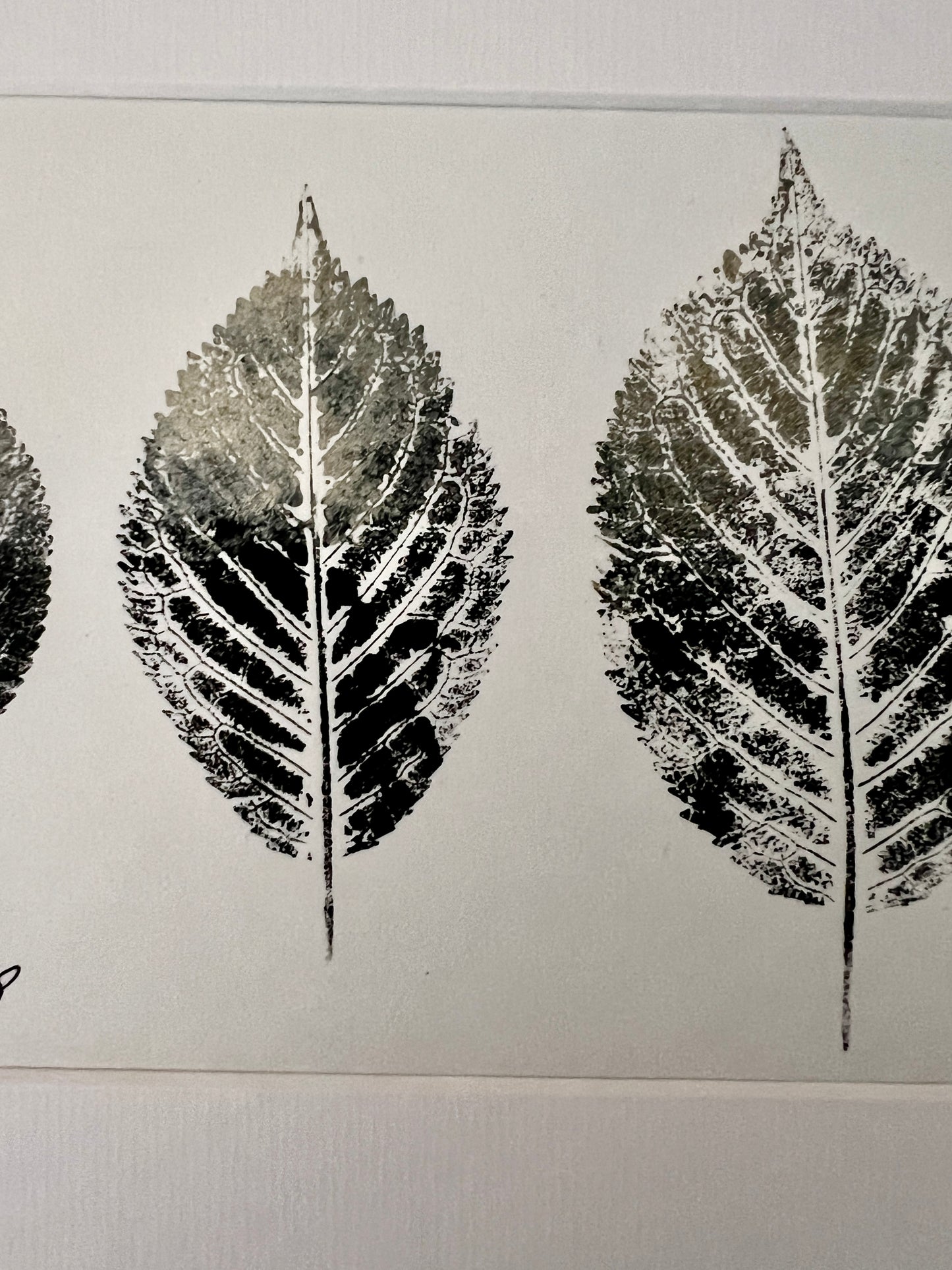 Gyotaku of Ash Leaves
