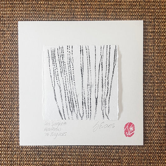 Sea Spaghetti