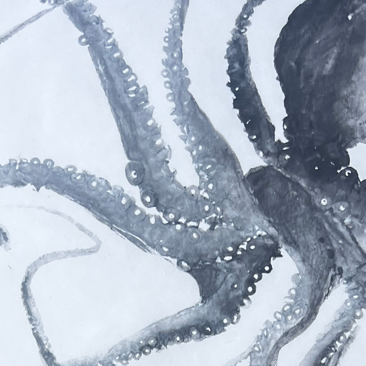 Framed Gyotaku print of Octopus Vulgris