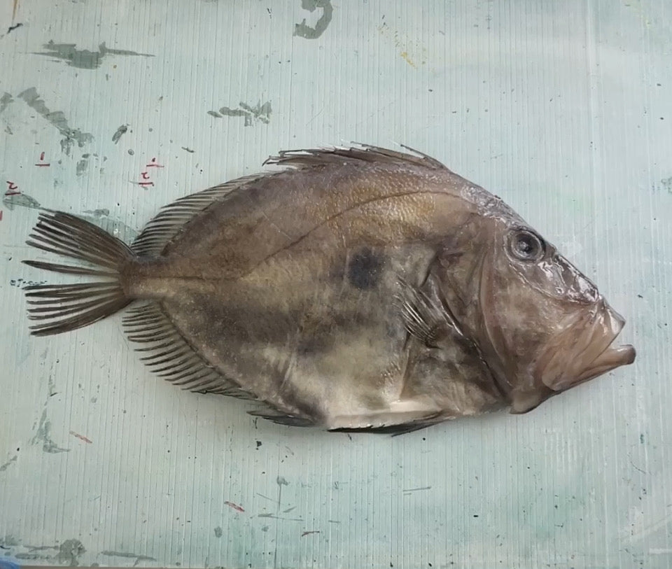 A3 Gyotaku of John Dory