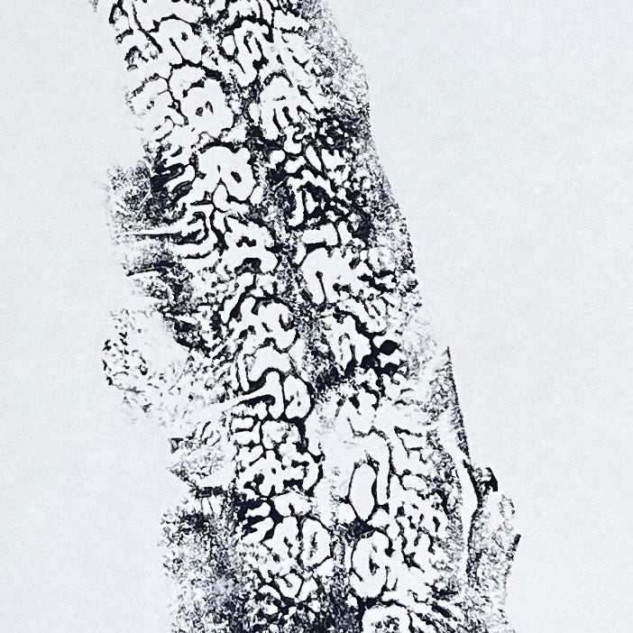 Sugar Kelp