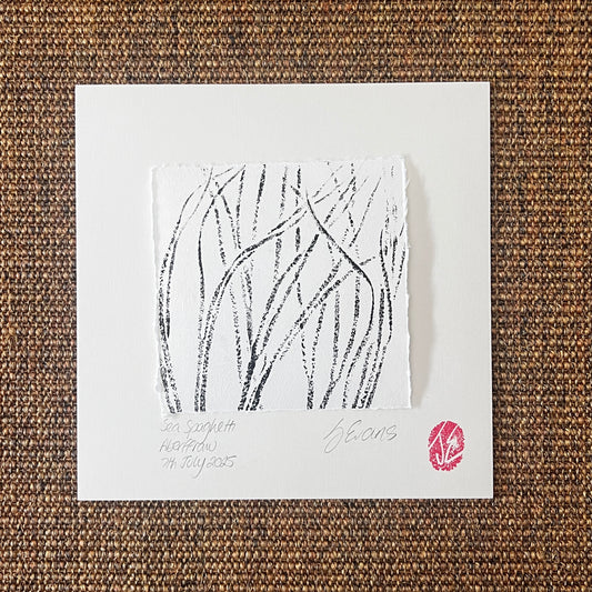 Sea Spaghetti