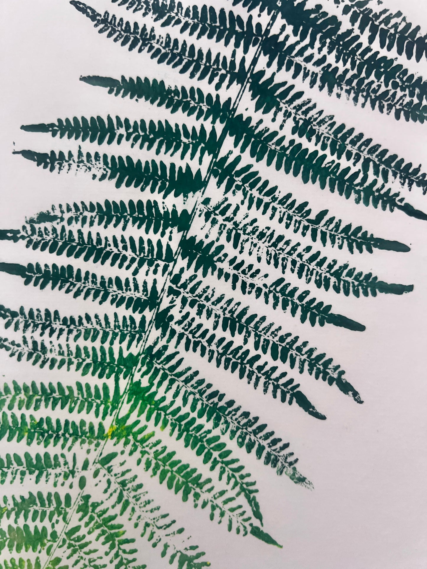 Gyotaku of a Fern Frond
