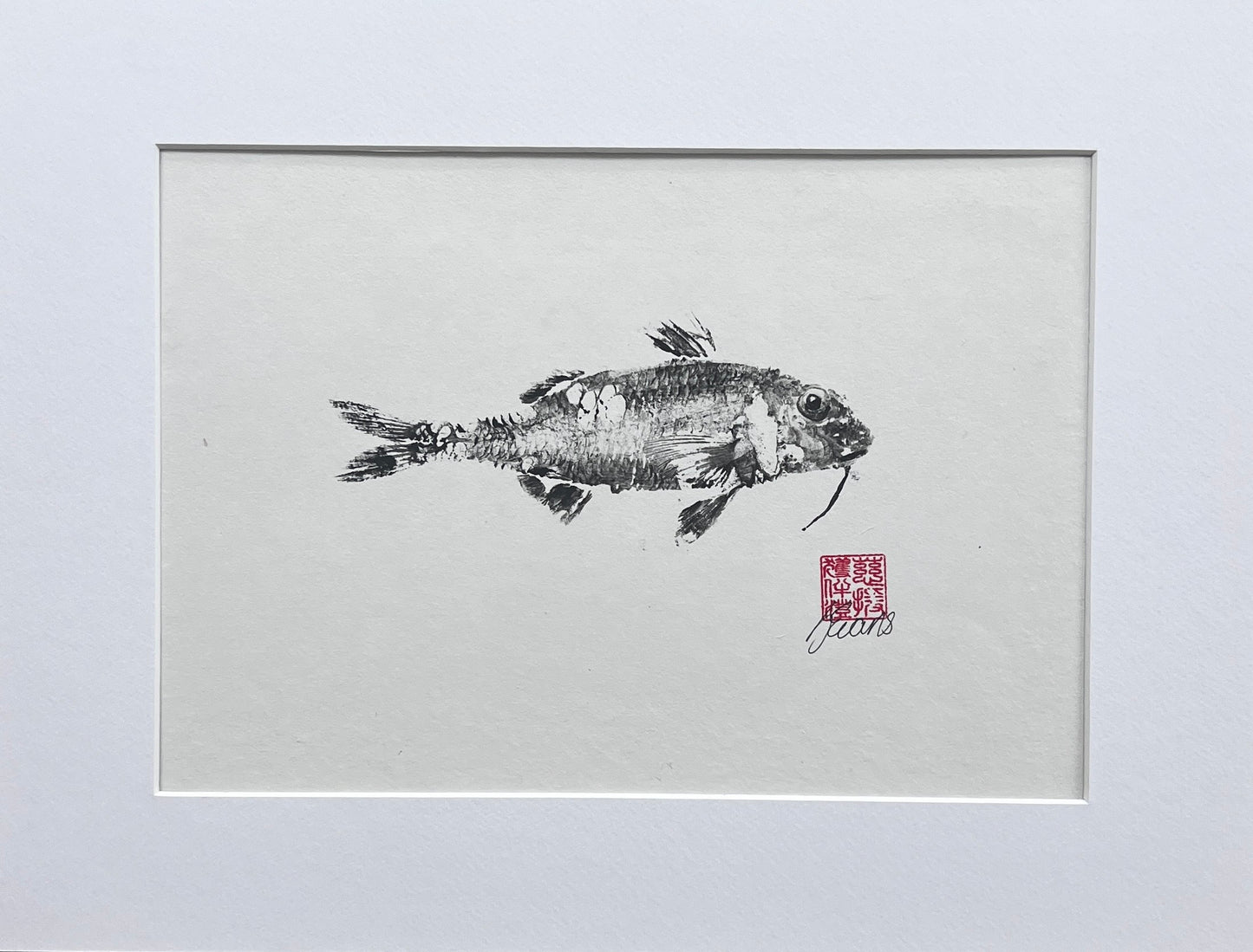 Gyotaku of a small Red Mullet from the waters of North Wales in Sumi Ink