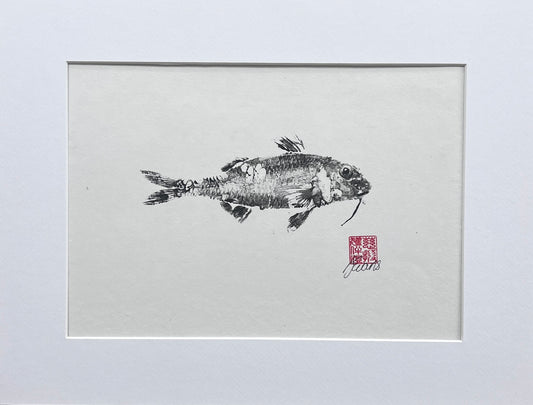 Gyotaku of a small Red Mullet from the waters of North Wales in Sumi Ink
