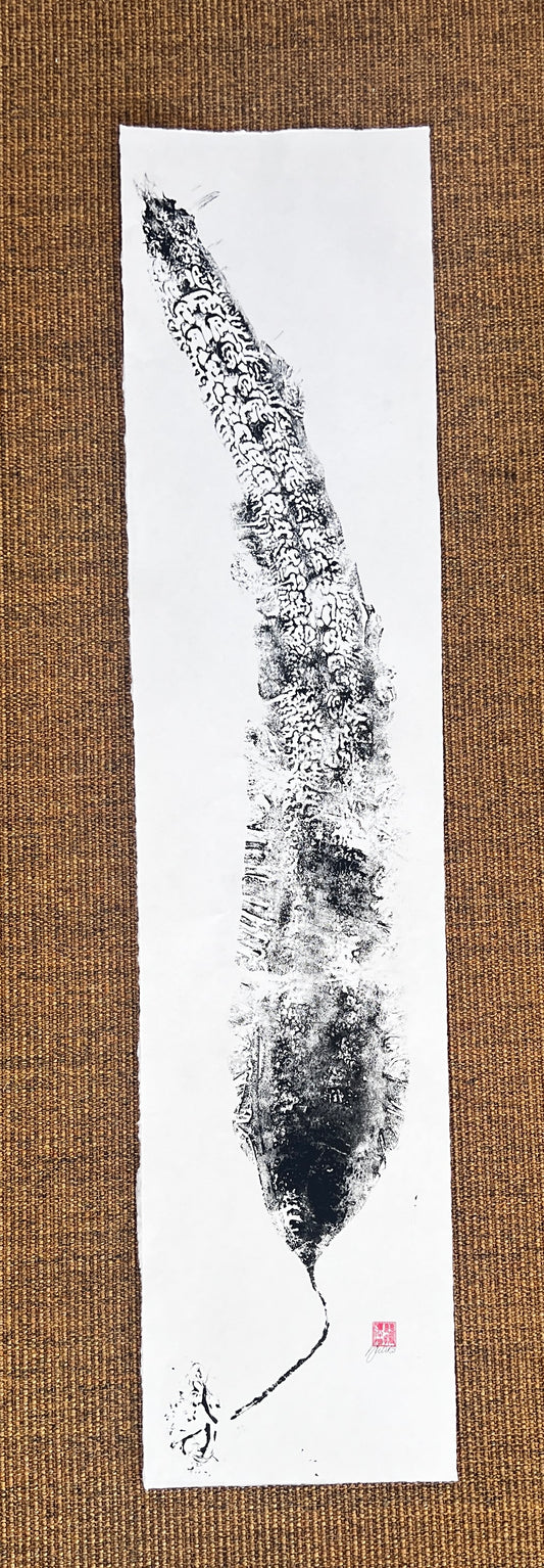 Sugar Kelp