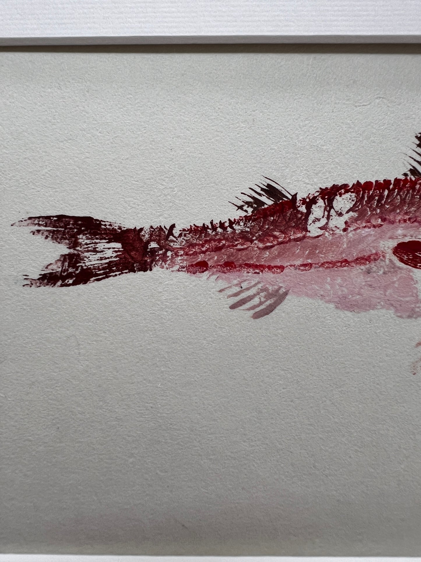 eh up Coch, Gyotaku of a small Red Mullet from the waters of North Wales