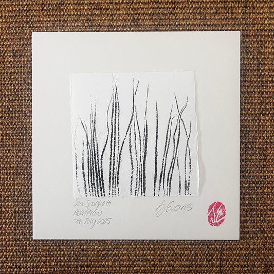 Sea Spaghetti