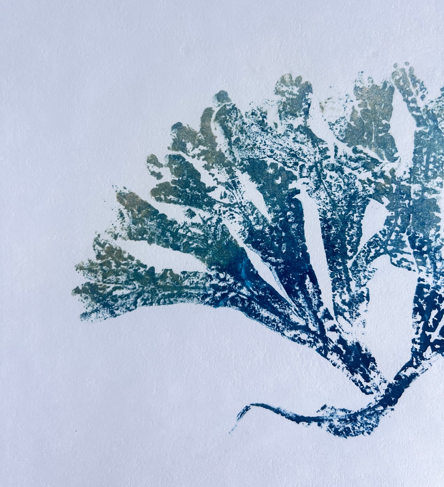Seaweed Gyotaku in Blue and Gold Ink