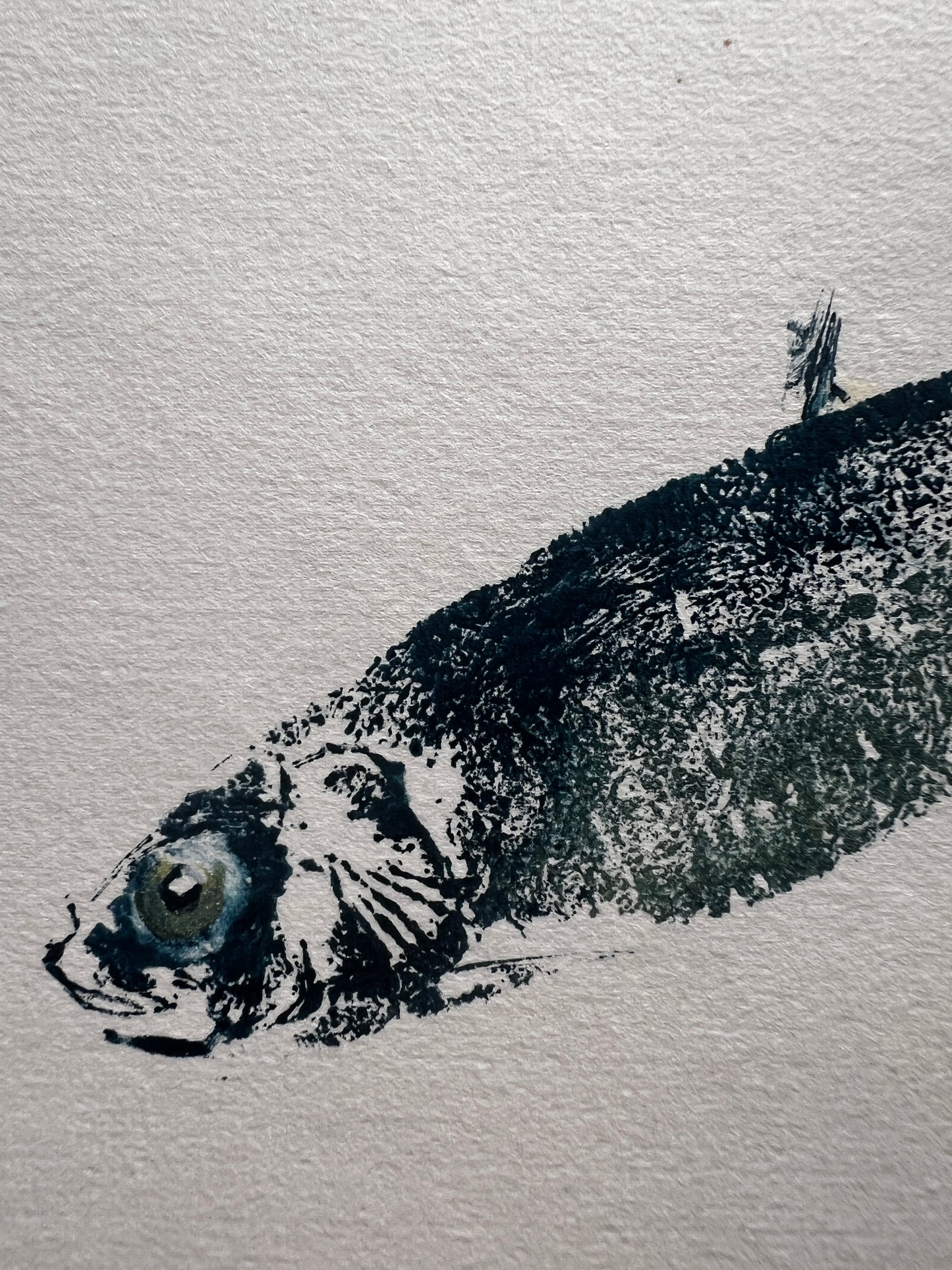 Sardine Gyotaku Print