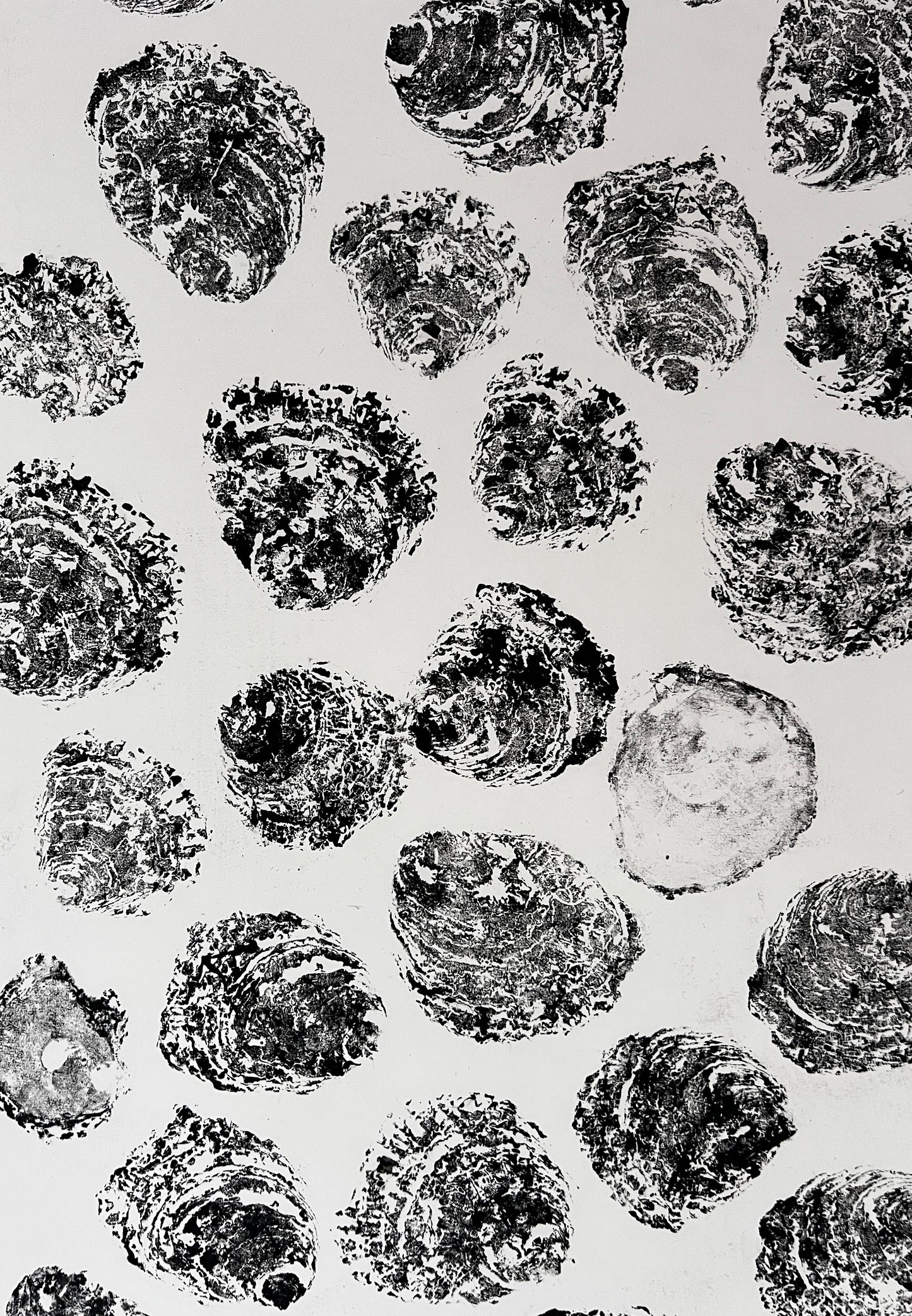 Gyotaku of Native Oyster Shells