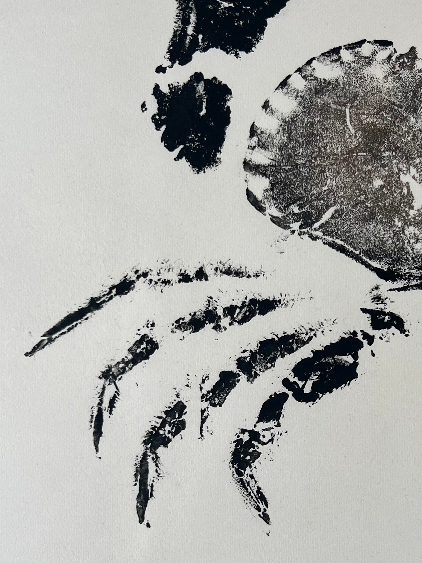 Hand Printed Gyotaku Anglesey Crab