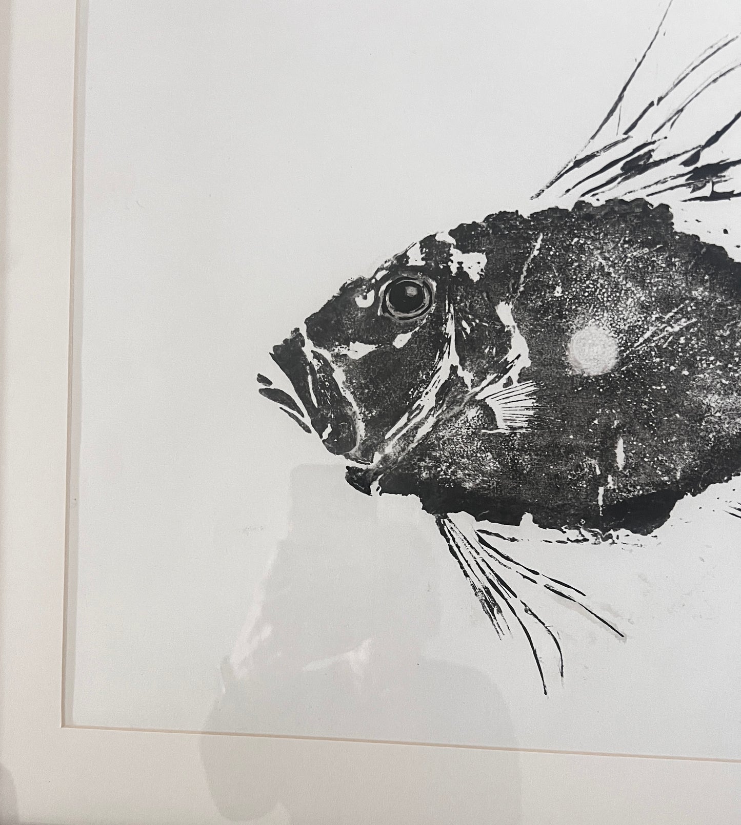 Framed Cornish John Dory Gyotaku Print
