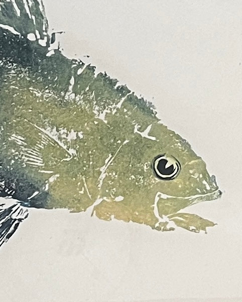 Anglesey Sea Bass Gyotaku