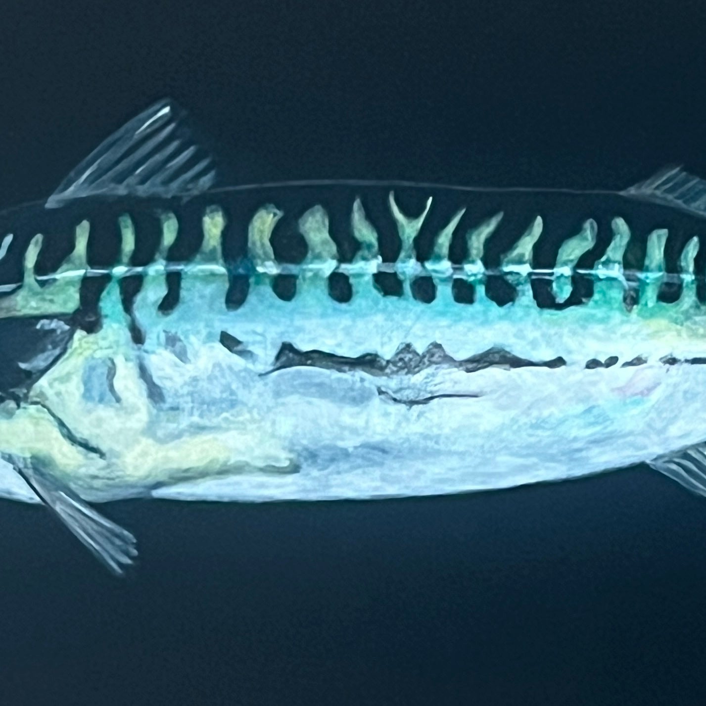 Mackerel Acrylic on Board (Framed)