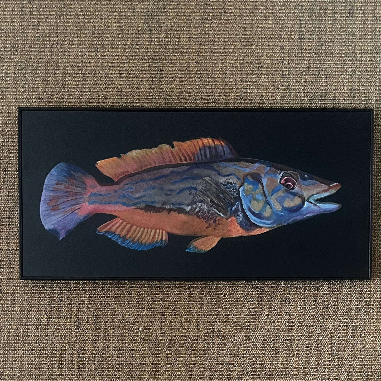 Cuckoo Wrasse Acrylic on Board (Framed)