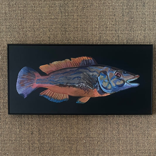Cuckoo Wrasse Acrylic on Board (Framed)