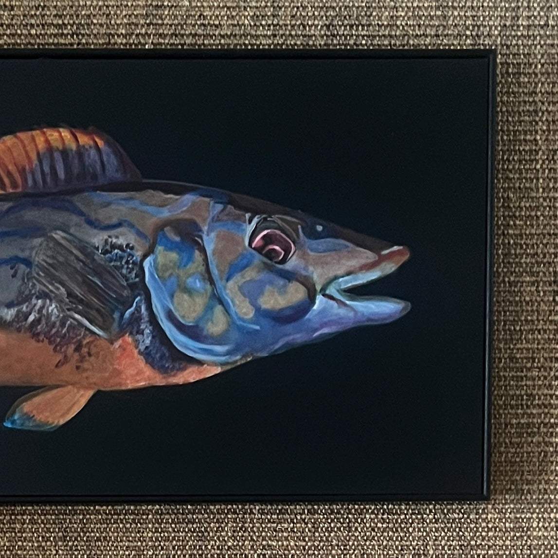 Cuckoo Wrasse Acrylic on Board (Framed)