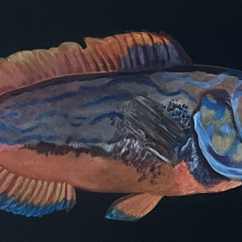 Cuckoo Wrasse Acrylic on Board (Framed)
