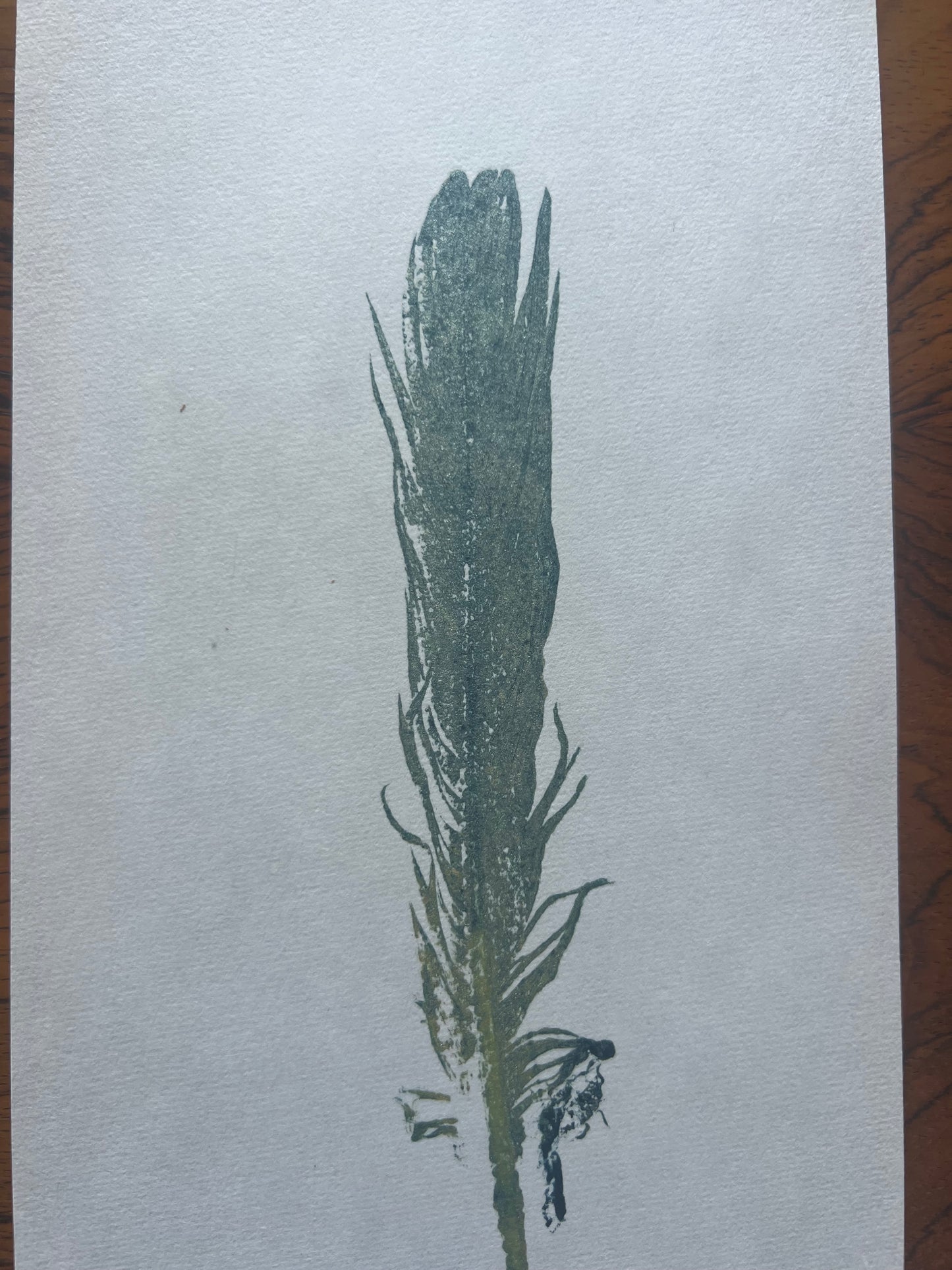 Small Bird Feather – Gyotaku Print