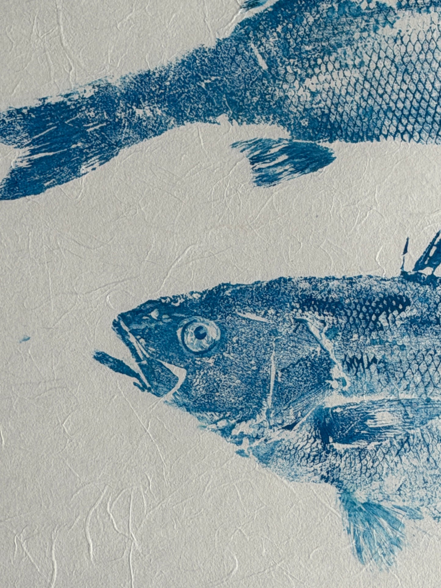 Bright Blue, Anglesey Sea Bass Duo Gyotaku